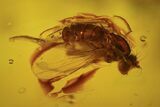 Two Fossil Flies (Diptera) In Baltic Amber #109469-1